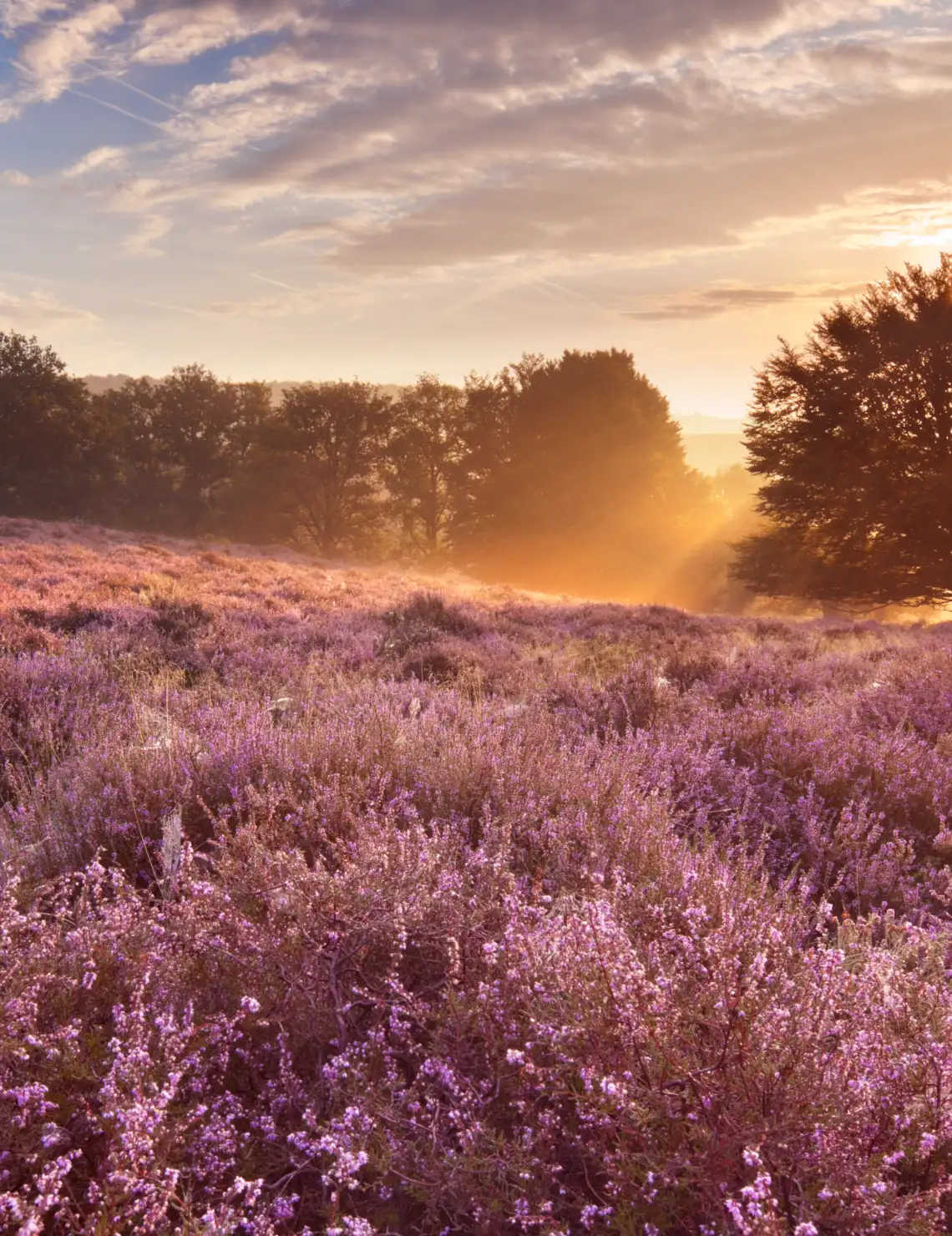 Zonsopgang boven een bloeiend heideveld